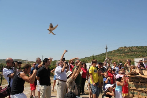 Altamura, salvati e liberati 78 falchi grillai: �Ma sono tante le specie a rischio�